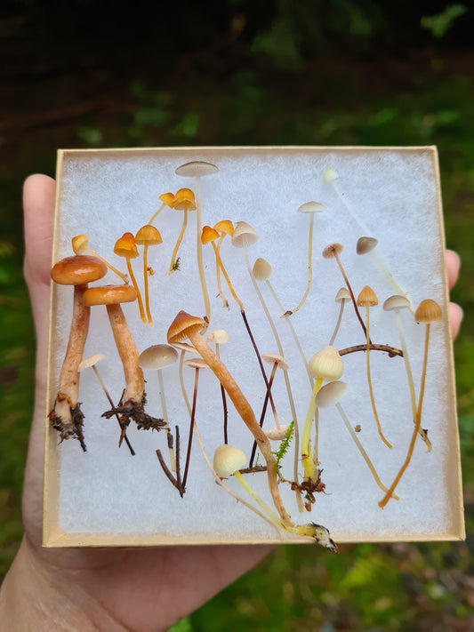 Paradise of Tiny Mushroom