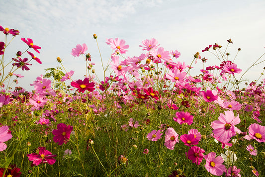 Gathering Blooms