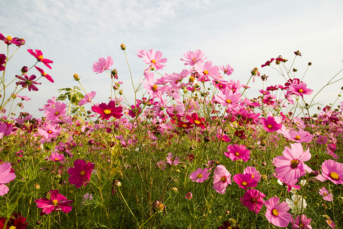 Gathering Blooms